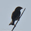 Corn Bunting; Triguero