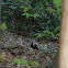 Pileated Woodpecker