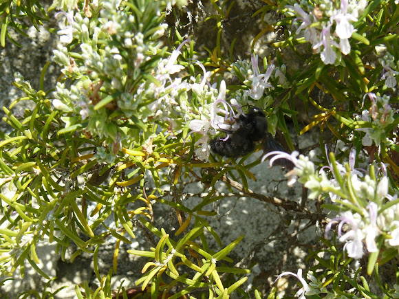 Spotting Image 1