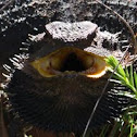 Eastern Bearded Dragon