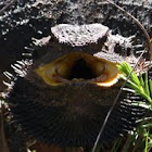 Eastern Bearded Dragon