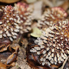 Balanophora