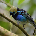 Tangara capuchi-dorada