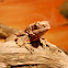 Frill-necked lizard