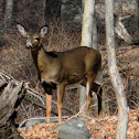 White-tailed Deer