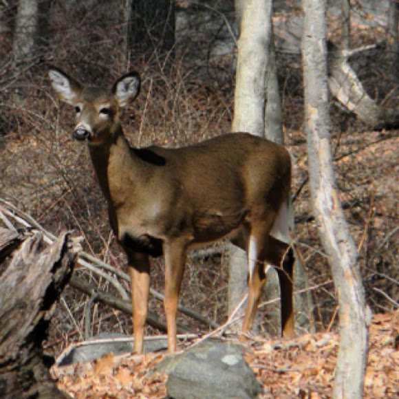 Spotting Image 1