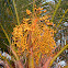 Date palm
