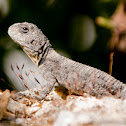 Stellion Lizard