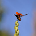Ladybug