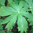 Mayapple