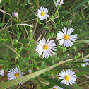 Purple Stemmed Aster