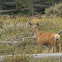 Mule Deer
