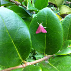 Southern Pink Moth