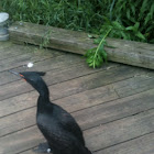 Double-Crested Cormorant