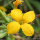 Creeping Wood Sorrel