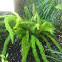 Asparagus fern