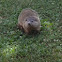 Groundhog