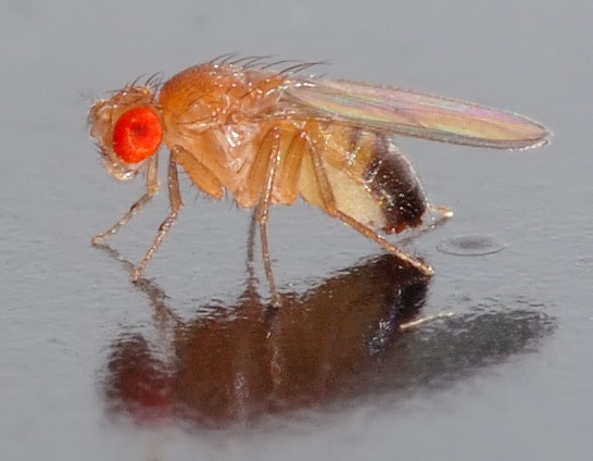 [fruit flies[3].jpg]