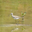 Greater Yellowlegs