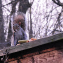 grey squirrel