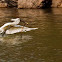 Indian Spoonbill