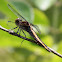 blue corporal female