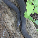 Florida Banded Watersnake