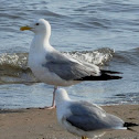 Herring Gull