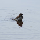 House sparrow(Pardal comum)