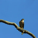 Cooper's Hawk