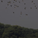 Comb Duck, Northern Shoveller, Mallard and  Northern Pintail
