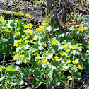 Marsh Marigold