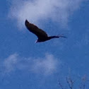 Turkey vulture