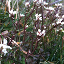Bittercress