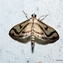 Crambidae