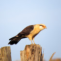Yellow-headed Caracara