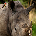 White Rhinoceros