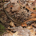 Five-lined Skink