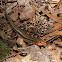 Five-lined Skink