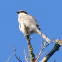 Loggerhead Shrike