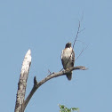 Red-tailed Hawk