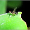 Black Scavenger Fly