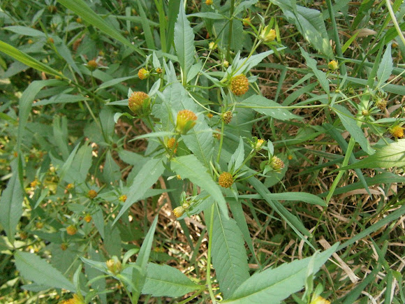Spotting Image 1