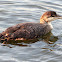 Common Loon