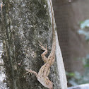Cuban Brown Anole