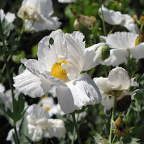 Plants of Ojai Valley