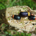 Leaf Beetles