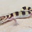 Texas Banded Gecko (juvenile)