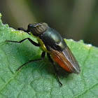 fly