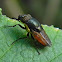 fly